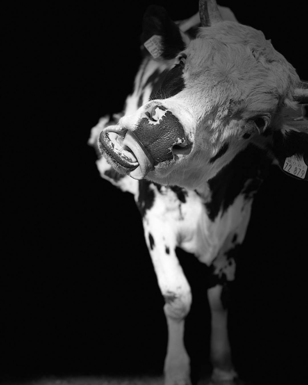 Chewing bull - by Helmut Hoffer von Ankershoffen