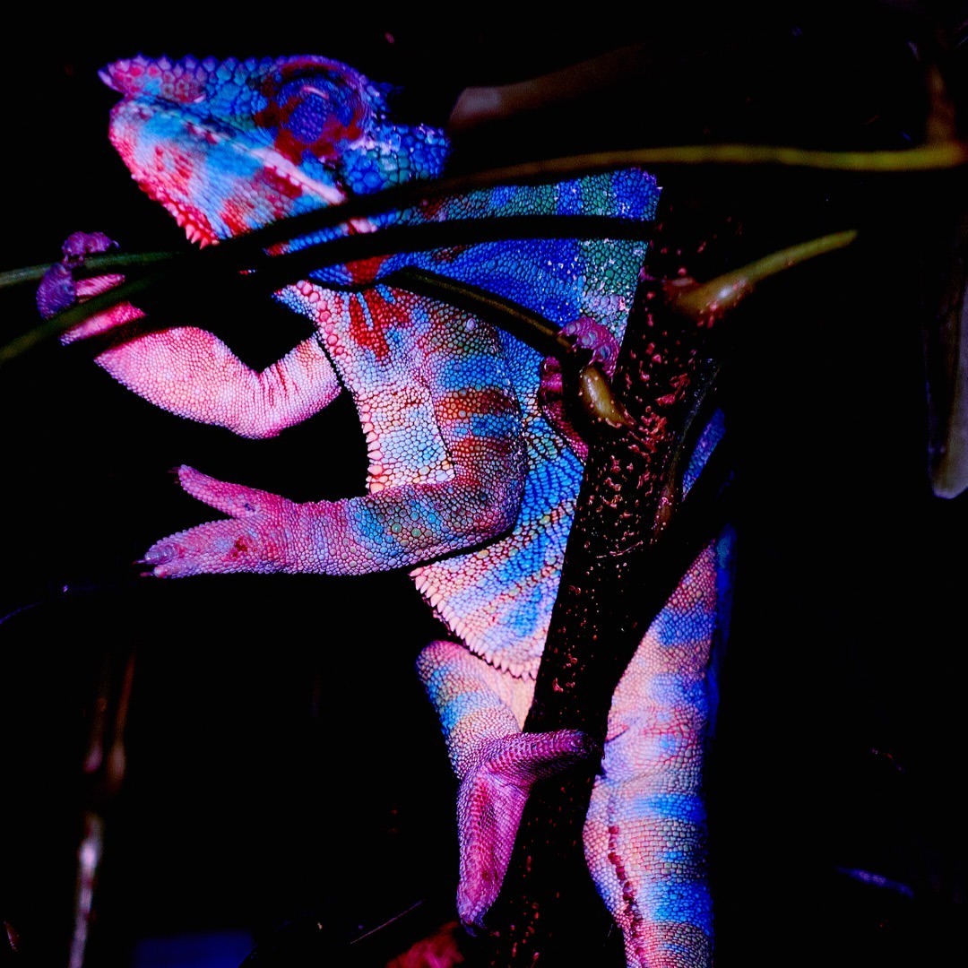 Chameleon in the disco - by Helmut Hoffer von Ankershoffen